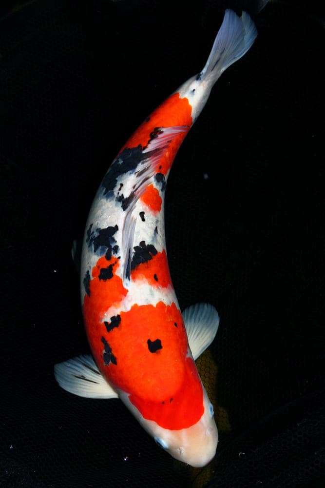 Koi